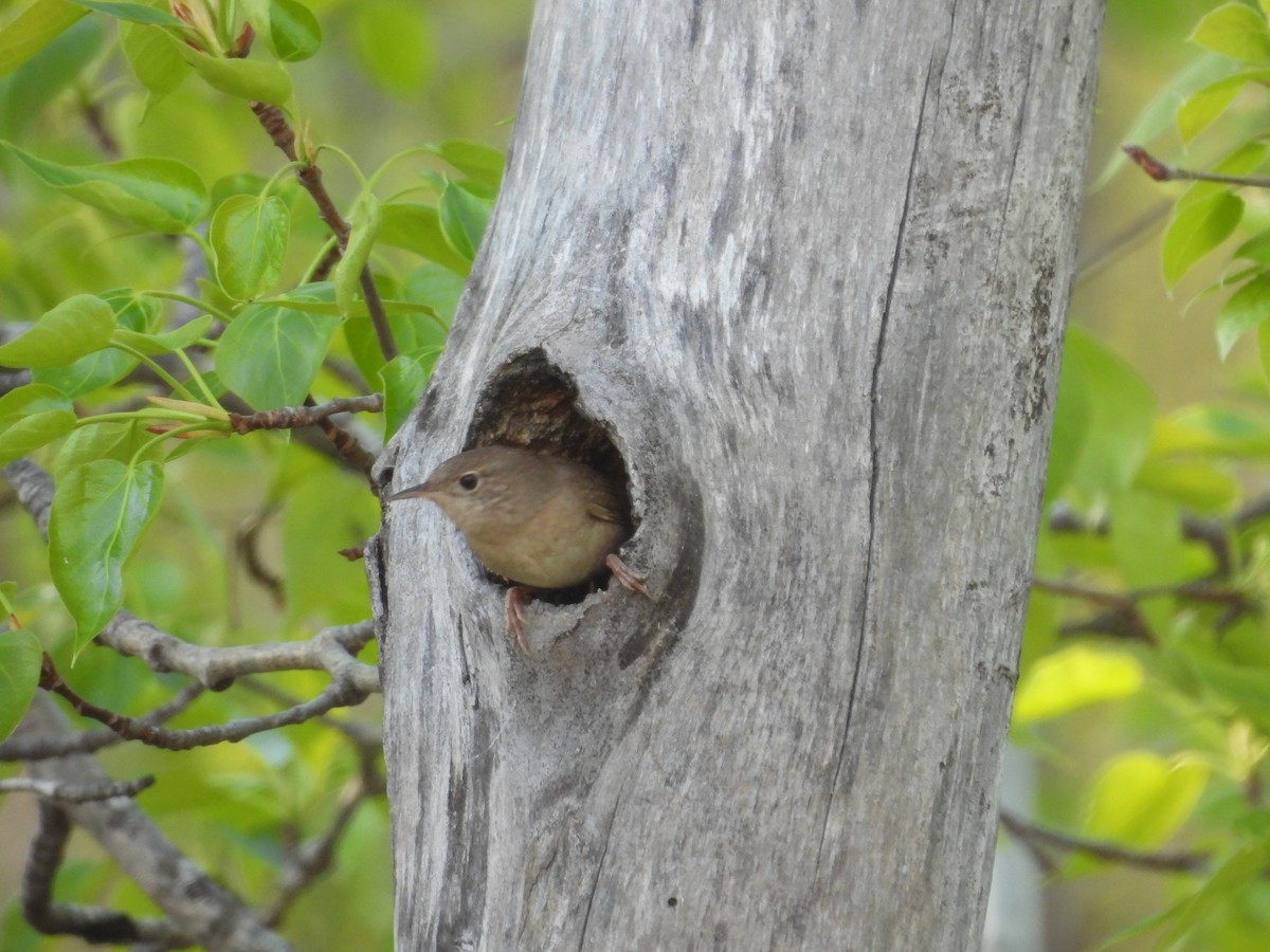 House Wren - ML619544164