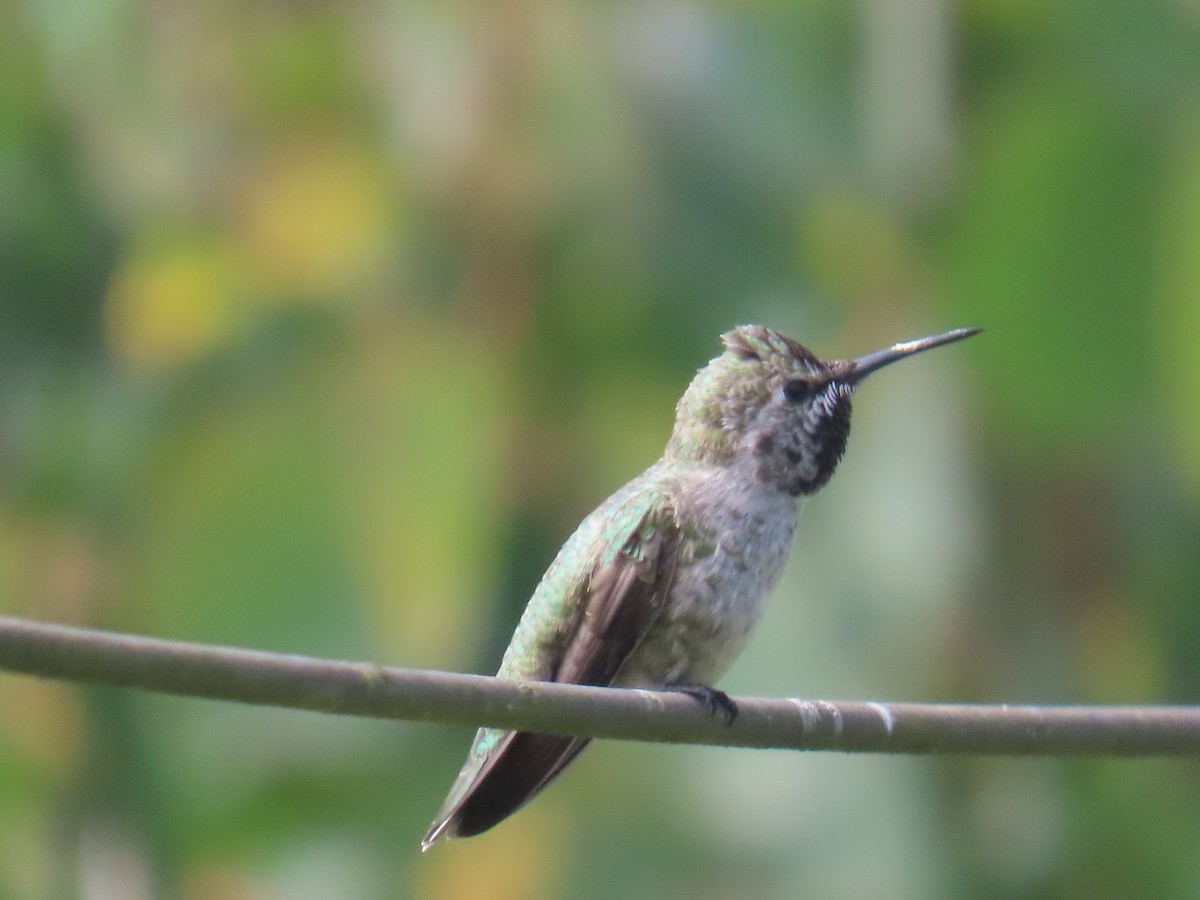 Anna's Hummingbird - Gayle Dangers-Meusel