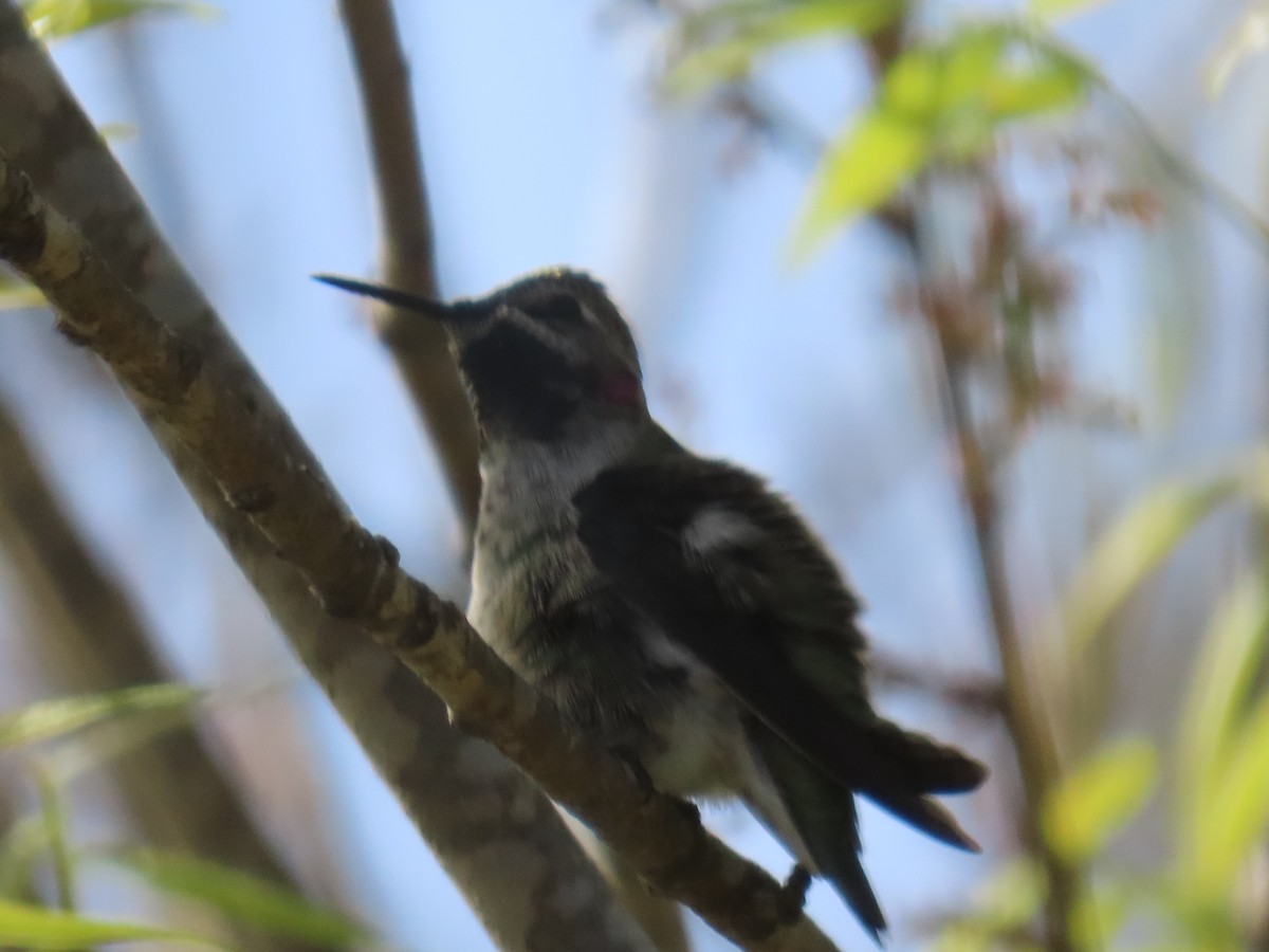 Anna's Hummingbird - Gayle Dangers-Meusel