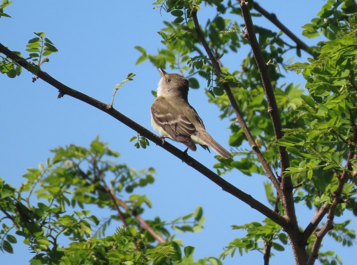 Willow Flycatcher - ML619544171