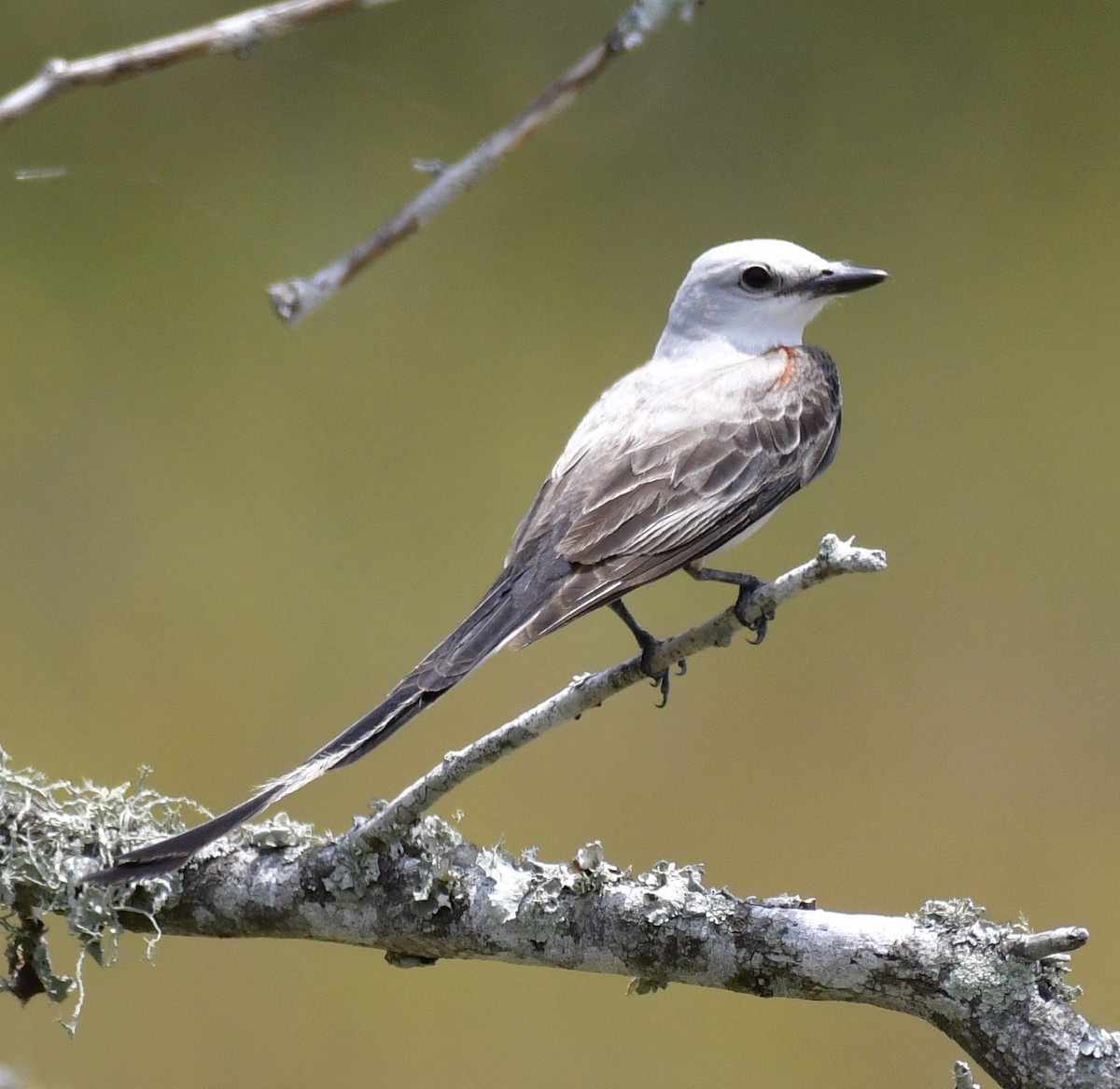 Scissor-tailed Flycatcher - Harrison Calvin