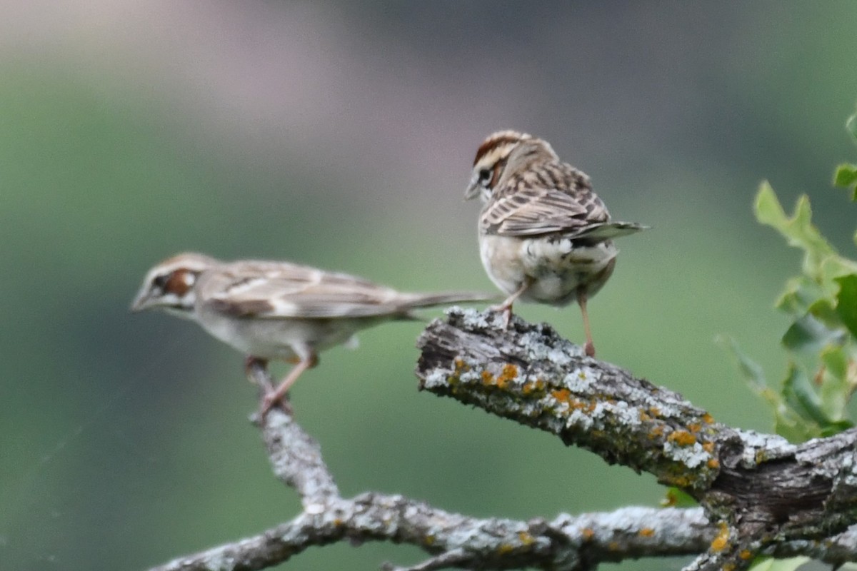 Lark Sparrow - Carmen Ricer