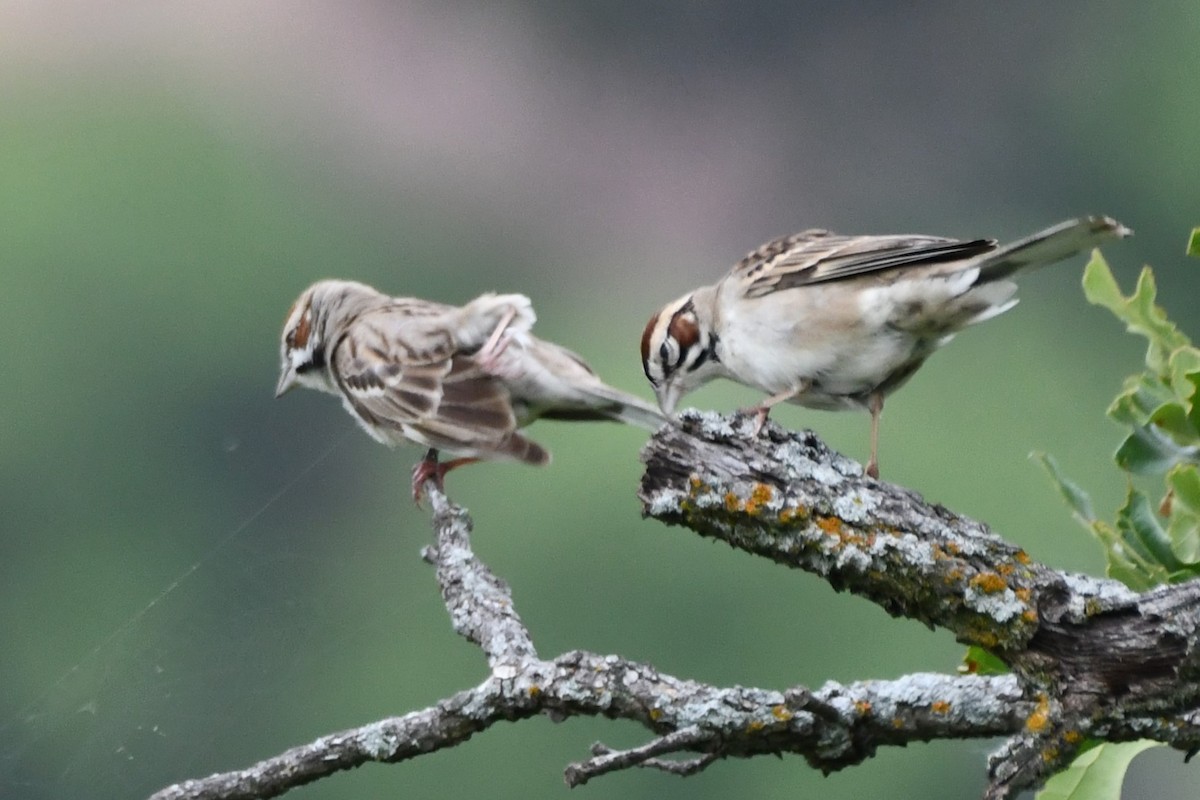 Lark Sparrow - Carmen Ricer