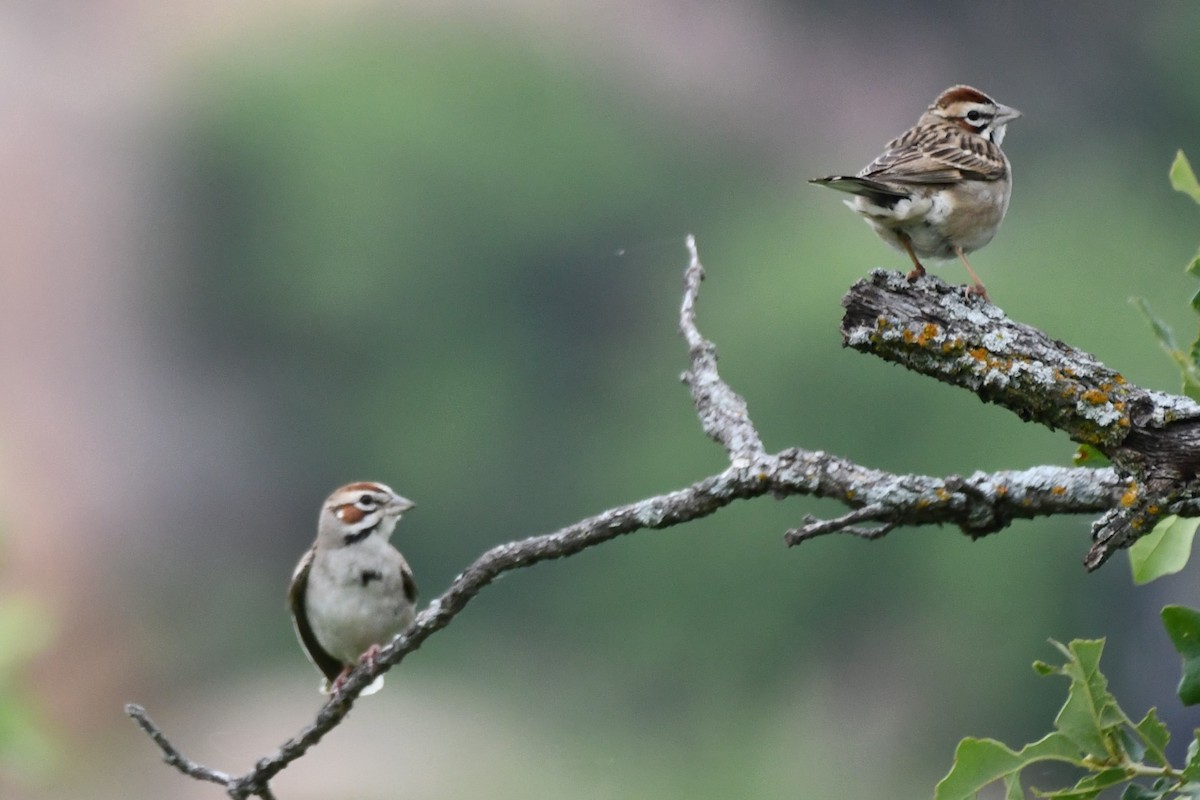 Lark Sparrow - Carmen Ricer