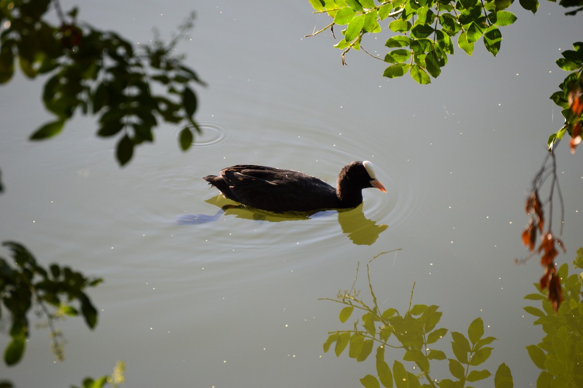 Eurasian Coot - Juniper Vane