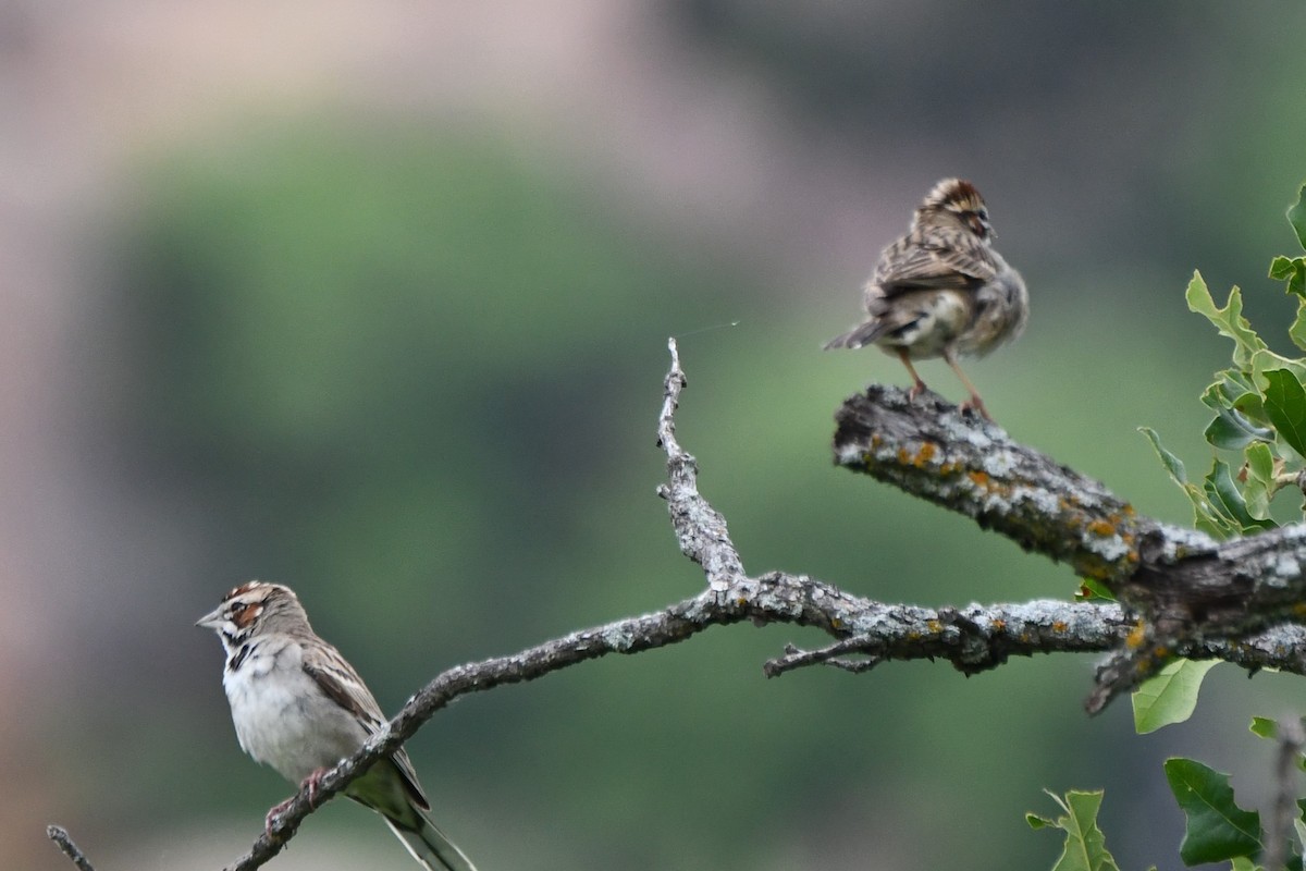 Lark Sparrow - Carmen Ricer