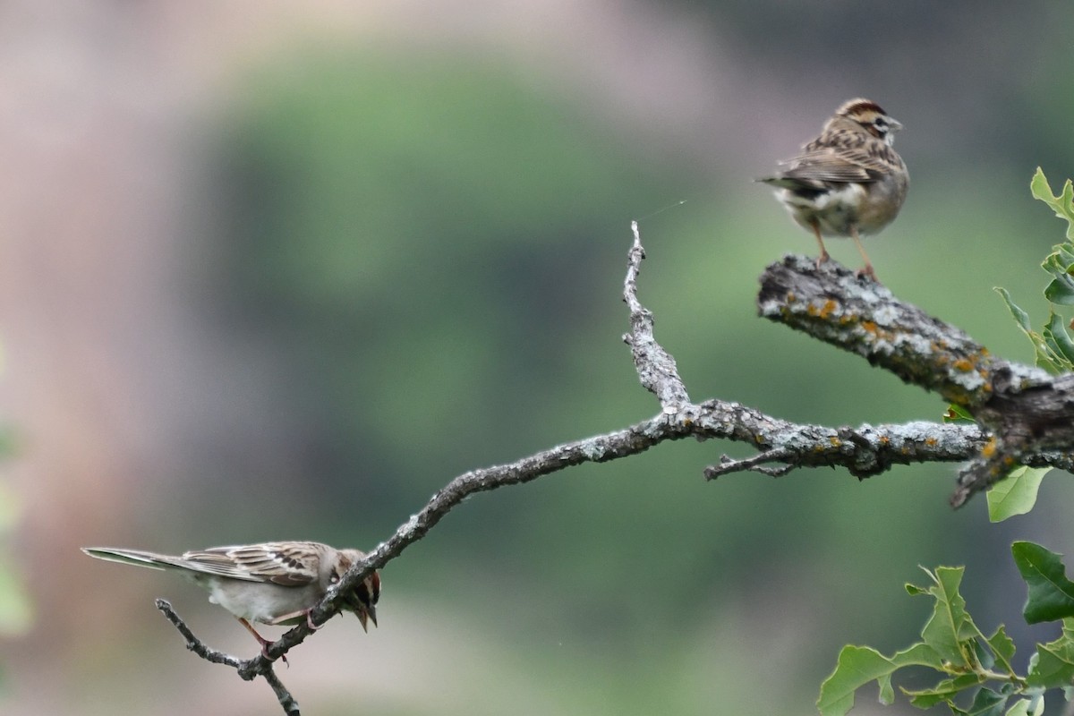 Lark Sparrow - Carmen Ricer