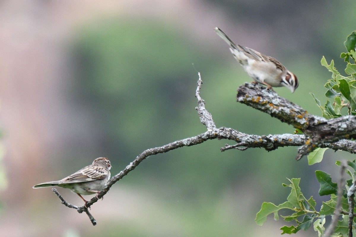 Lark Sparrow - Carmen Ricer