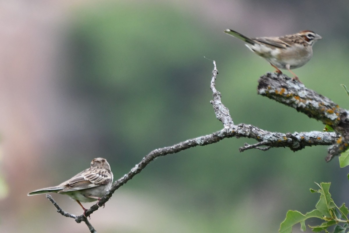 Lark Sparrow - Carmen Ricer