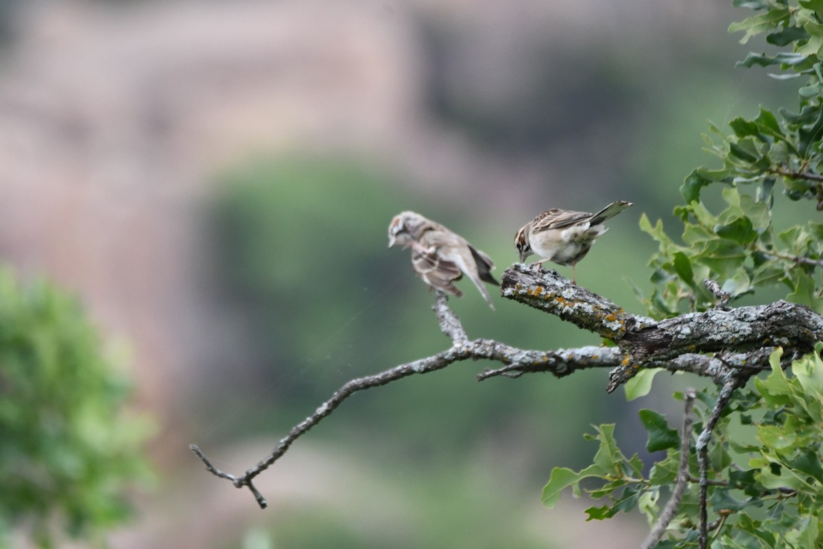 Lark Sparrow - Carmen Ricer