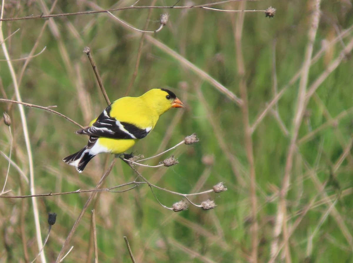 American Goldfinch - Michal Bardecki