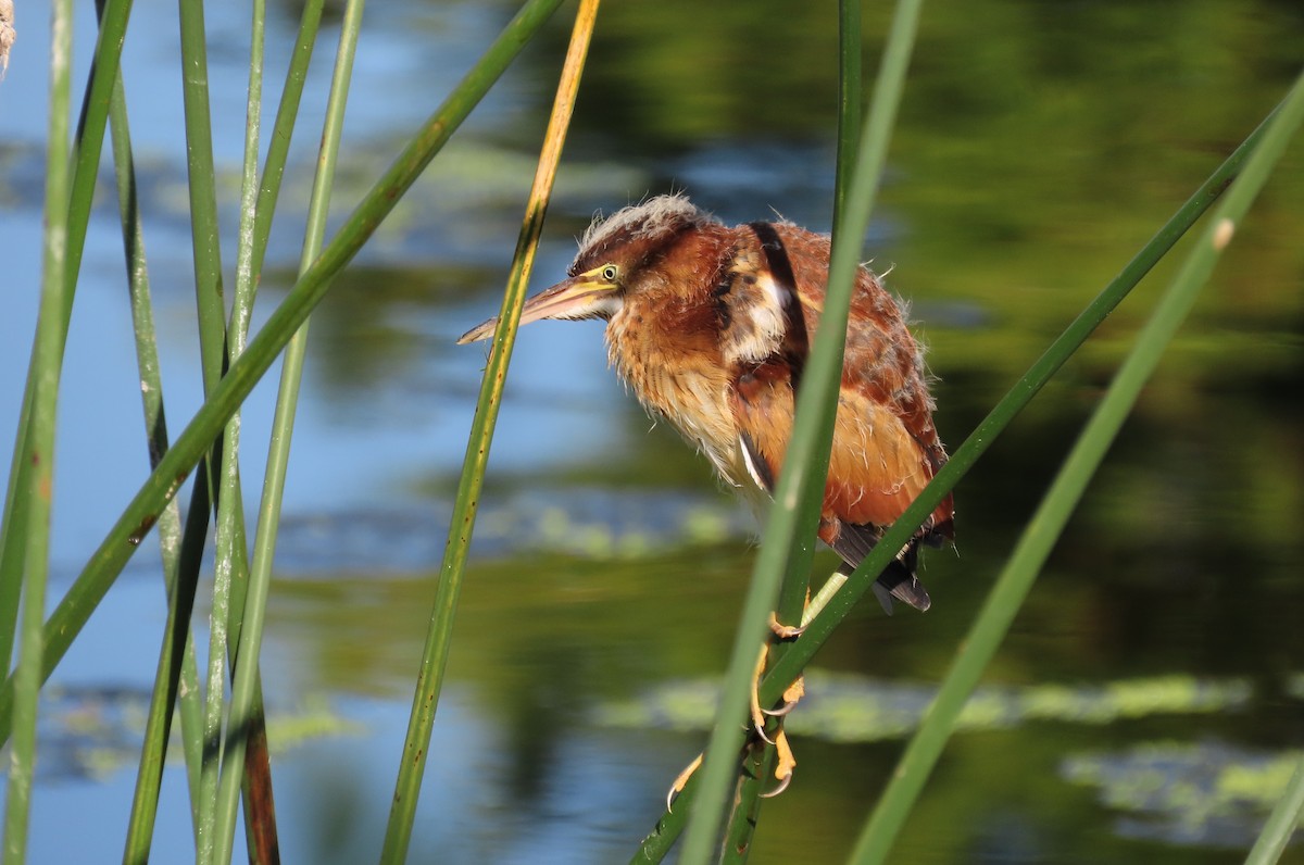 Least Bittern - Susan Young