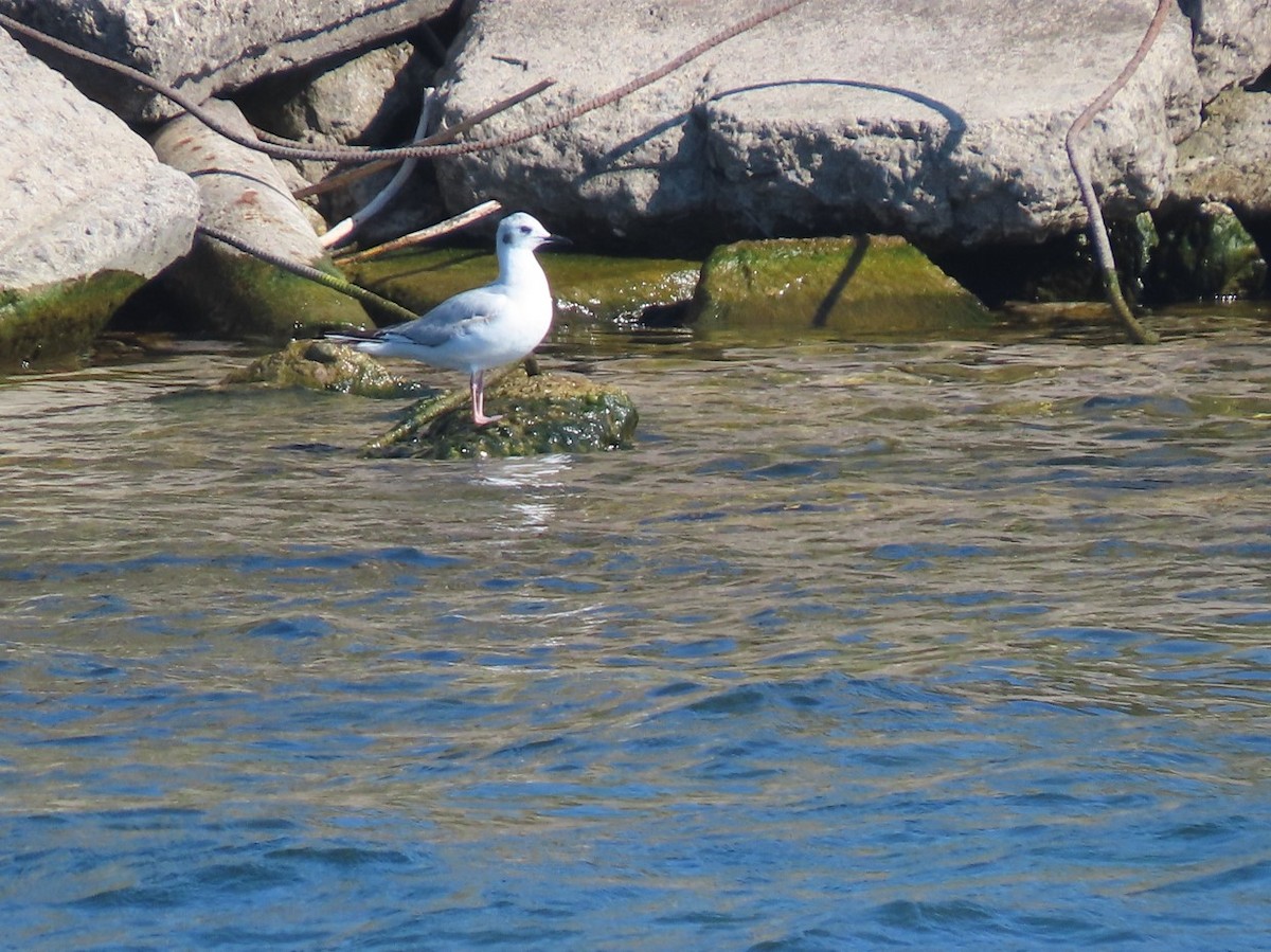 Bonaparte's Gull - Michal Bardecki