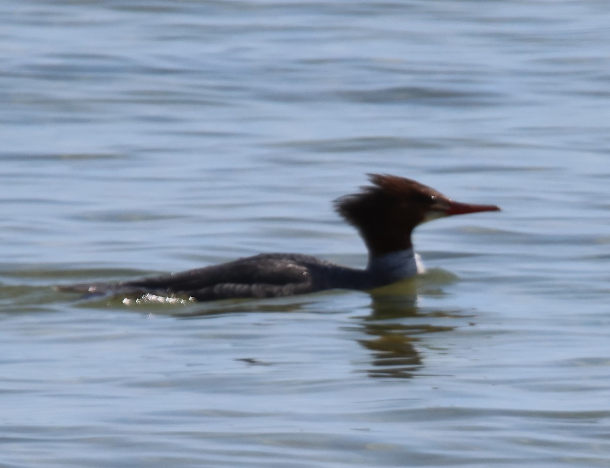 Common Merganser - Alan Shapiro