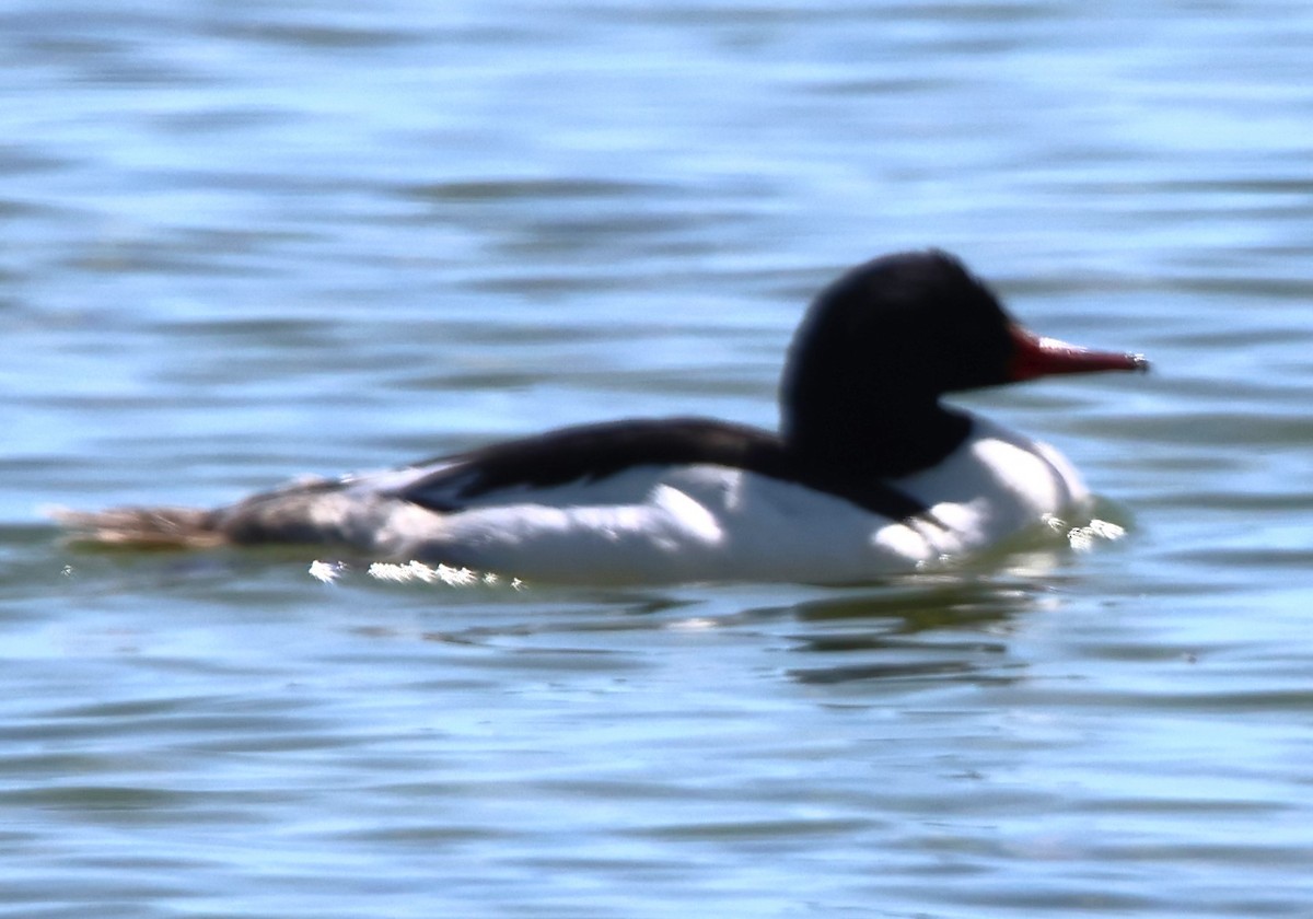 Common Merganser - Alan Shapiro