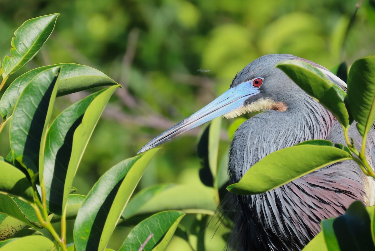 Tricolored Heron - Susan Young