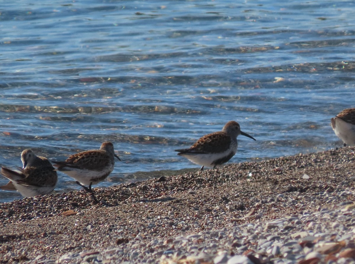 Dunlin - Michal Bardecki