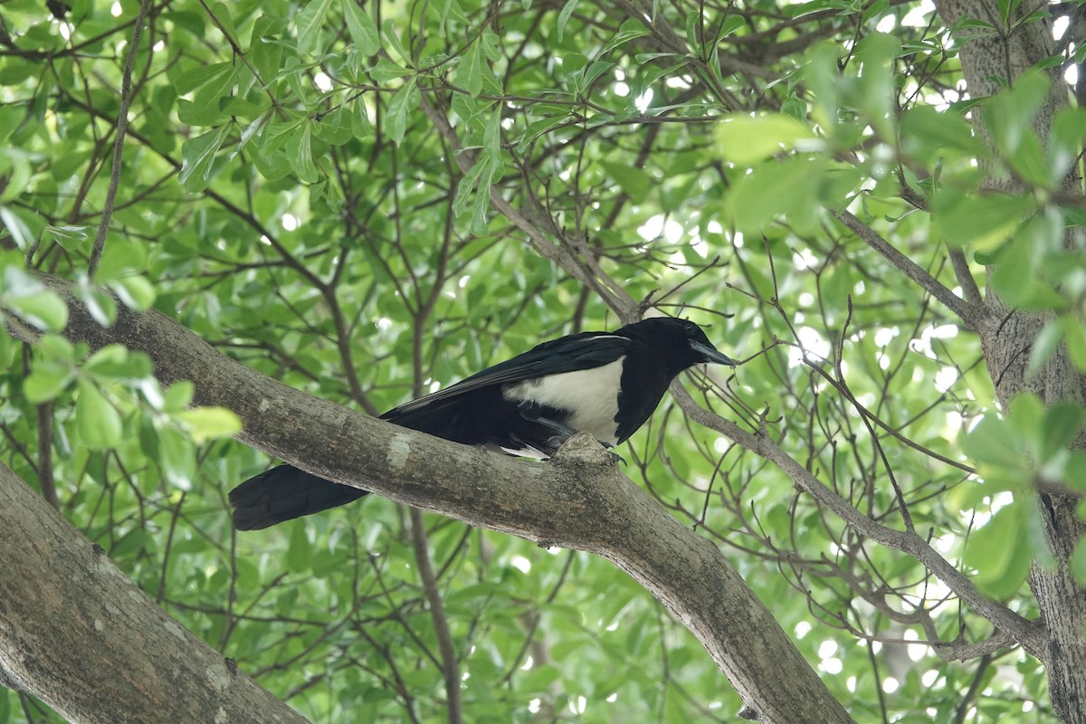 Oriental Magpie - Sheng Wun Jheng