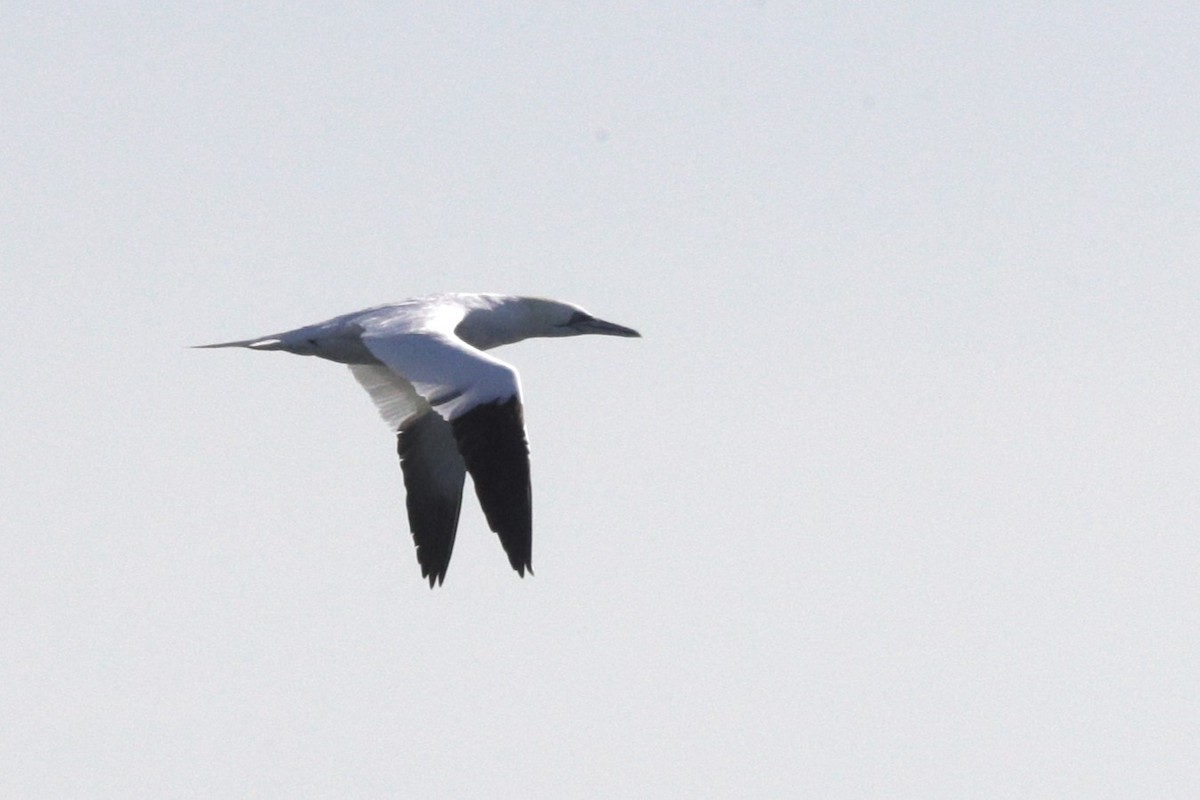 Northern Gannet - ML619544219