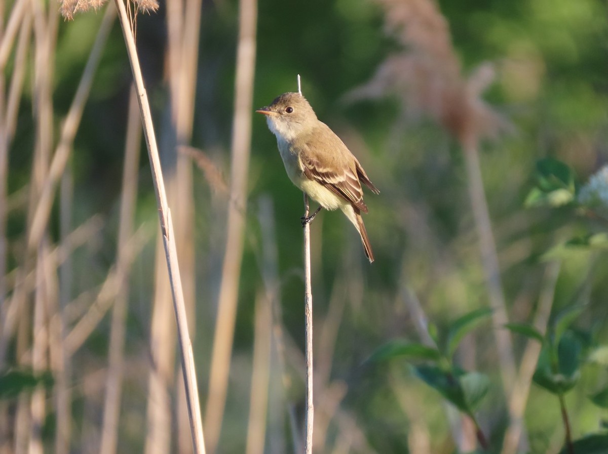 Willow Flycatcher - ML619544228