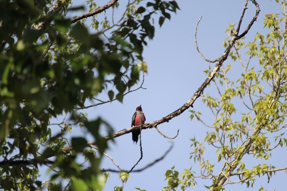 Lewis's Woodpecker - Alexis Palmer