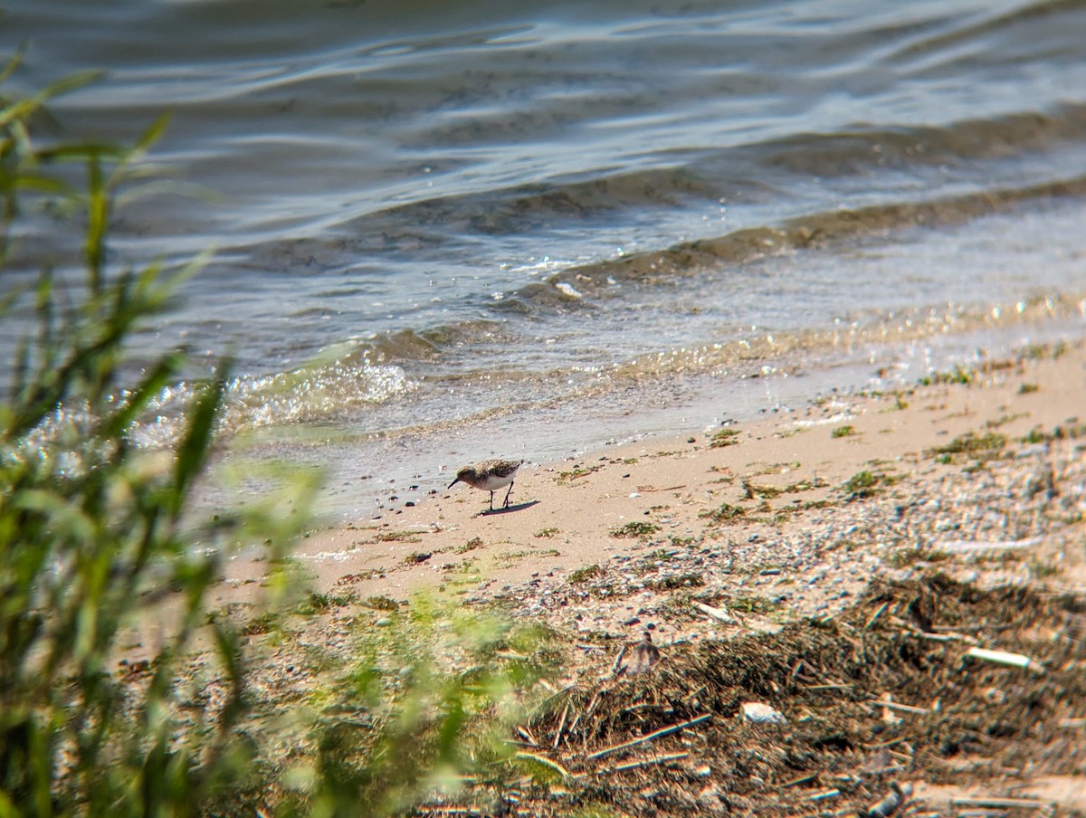 Sanderling - Joseph Kennedy