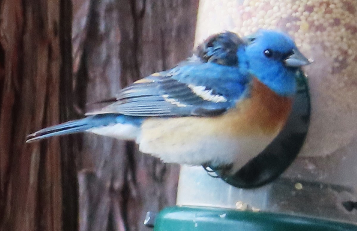 Western Bluebird - Claire Weiser