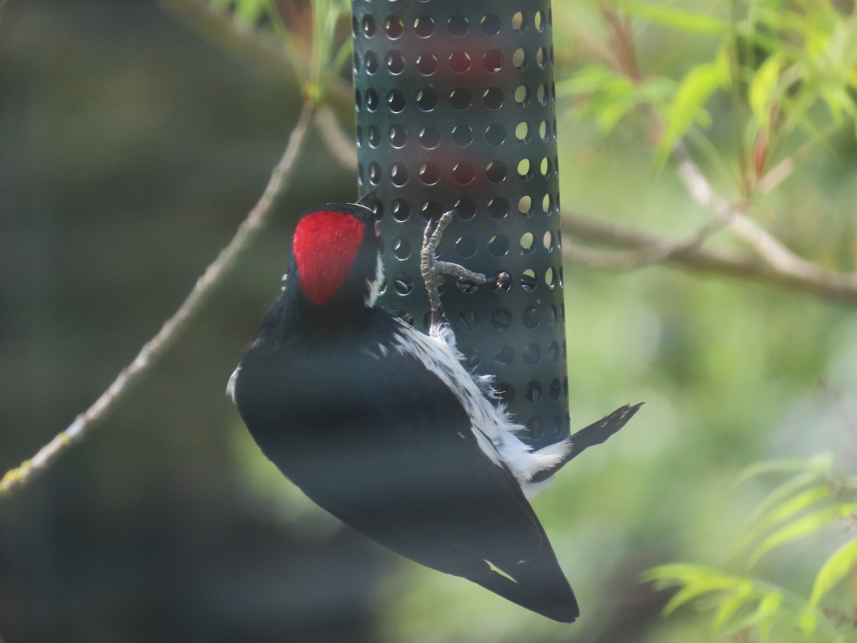 Acorn Woodpecker - ML619544232