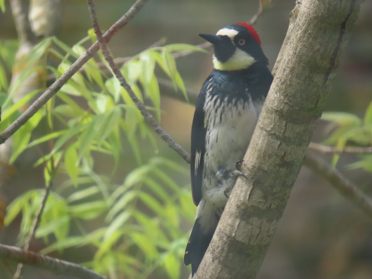 Acorn Woodpecker - Gayle Dangers-Meusel