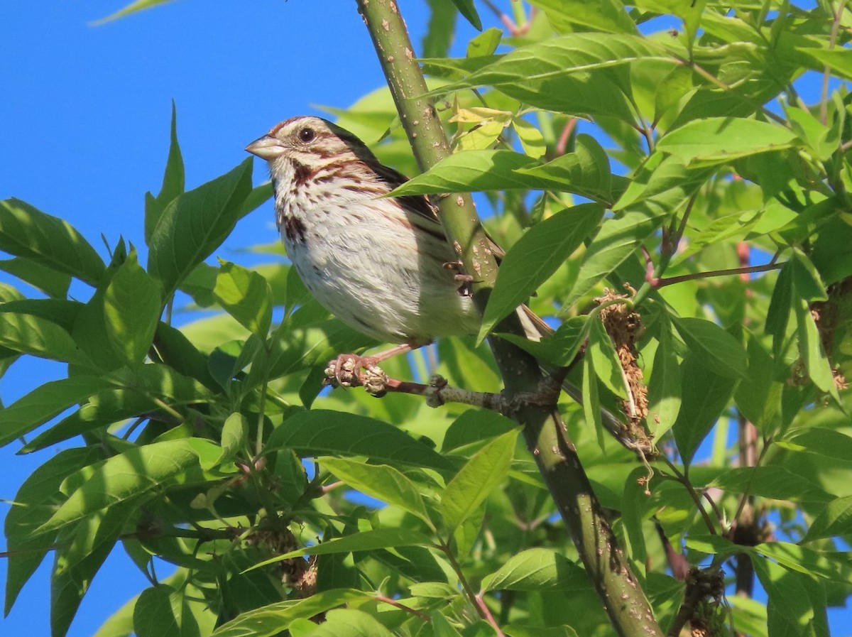 Song Sparrow - Michal Bardecki