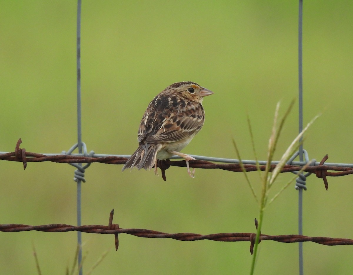 Grasshopper Sparrow - ML619544239