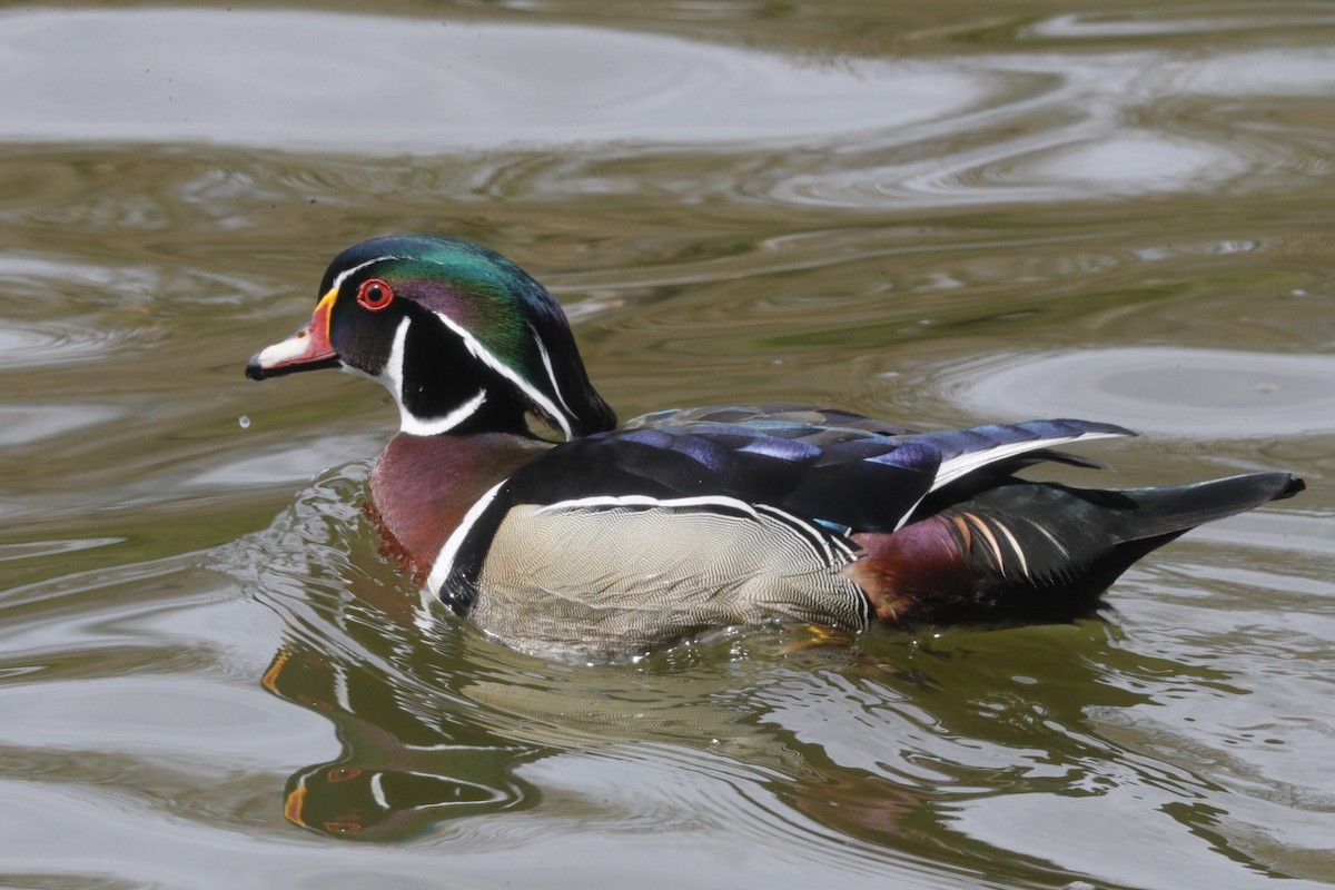 Wood Duck - ML619544247