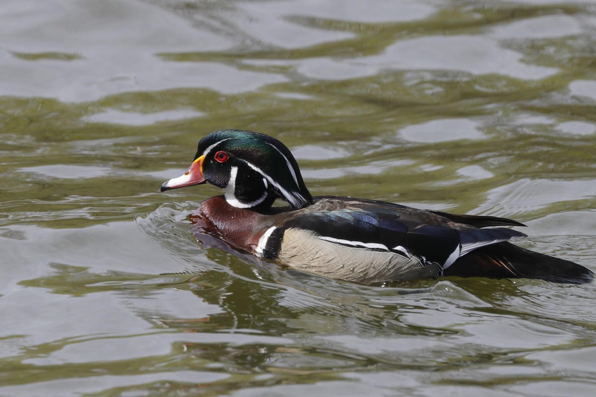 Wood Duck - ML619544248