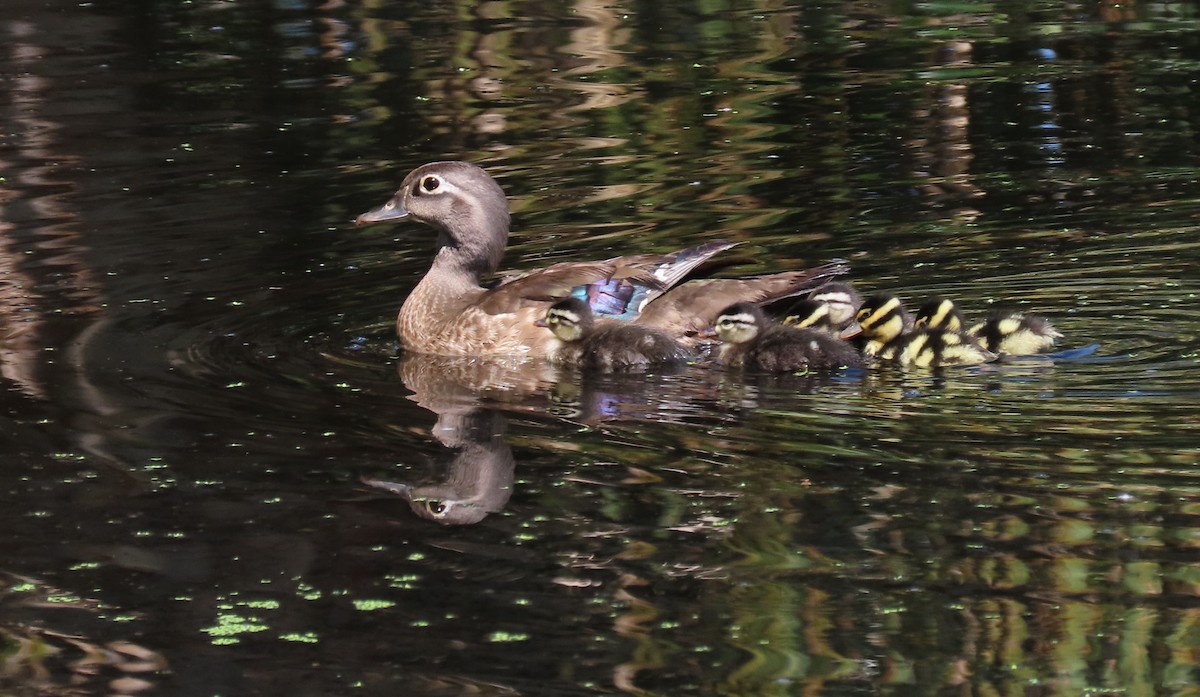 Wood Duck - ML619544252