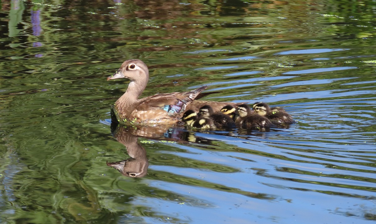 Wood Duck - ML619544253