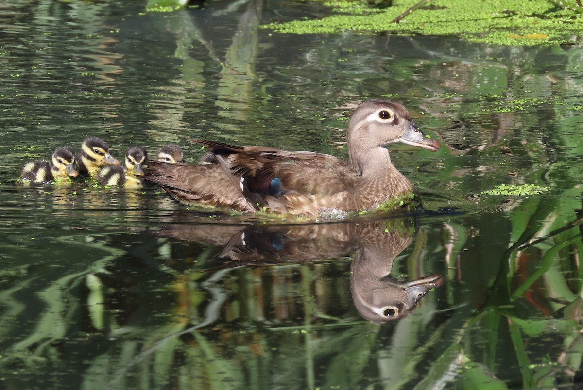 Wood Duck - ML619544254