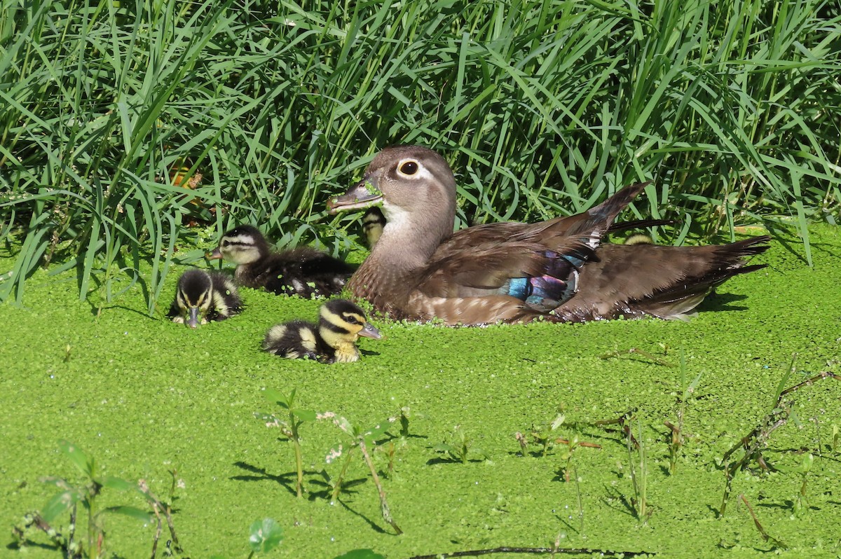 Wood Duck - ML619544255