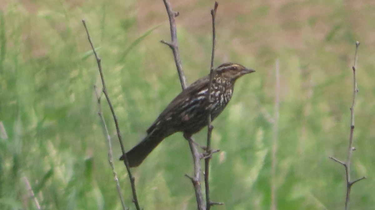 Red-winged Blackbird - ML619544257