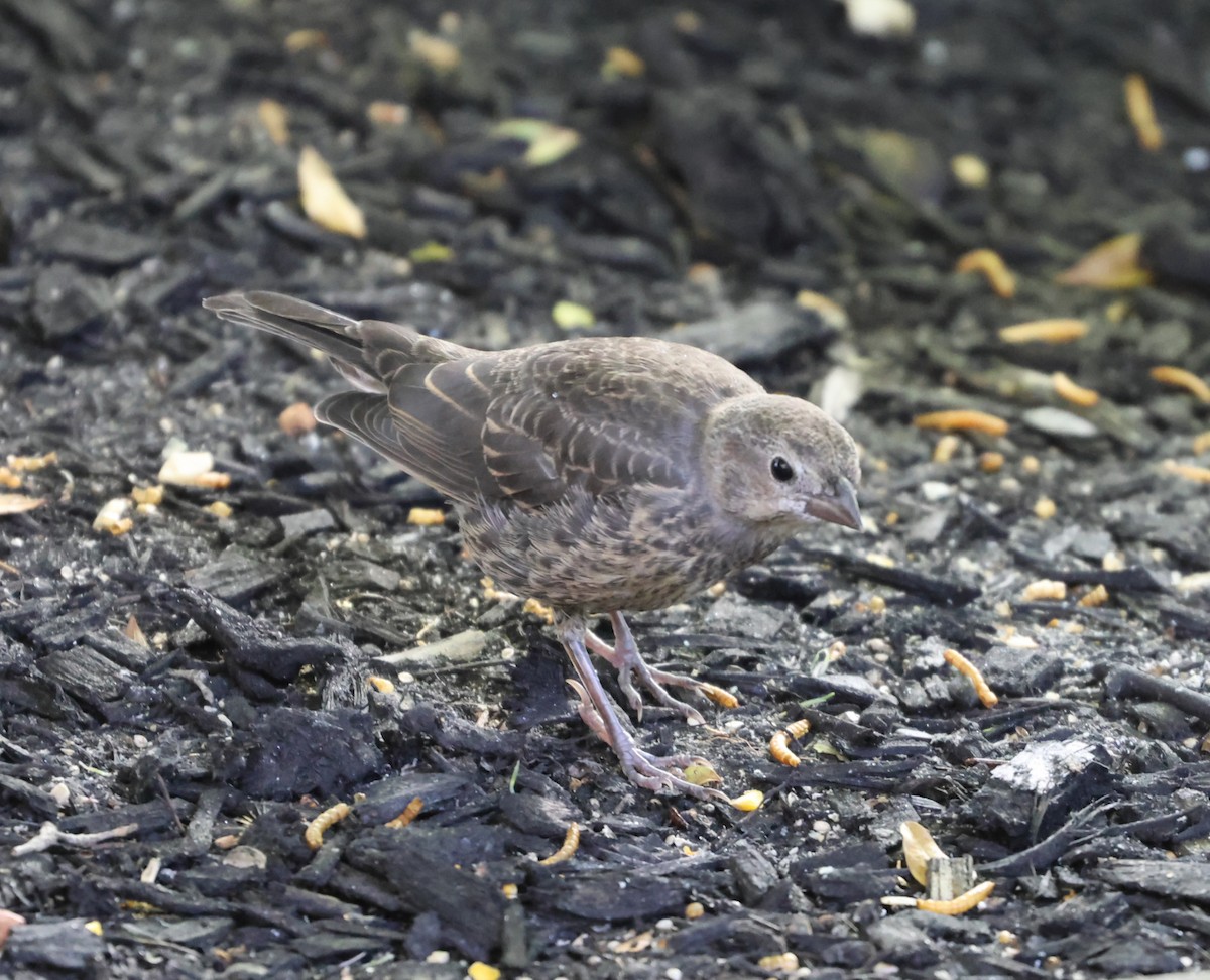 Brown-headed Cowbird - Maria Pacheco