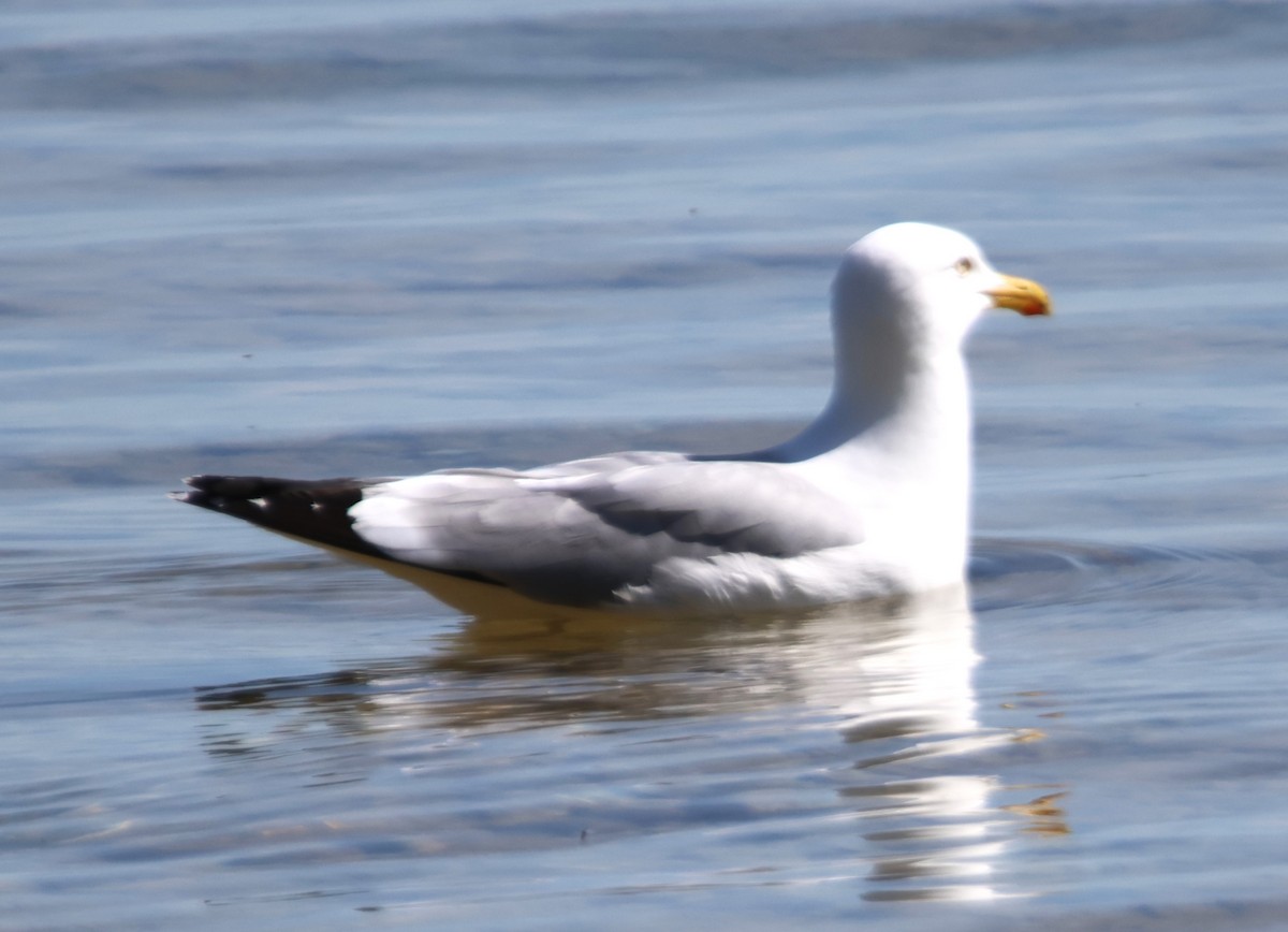 Herring Gull - Alan Shapiro