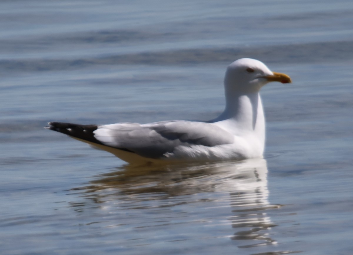 Herring Gull - Alan Shapiro