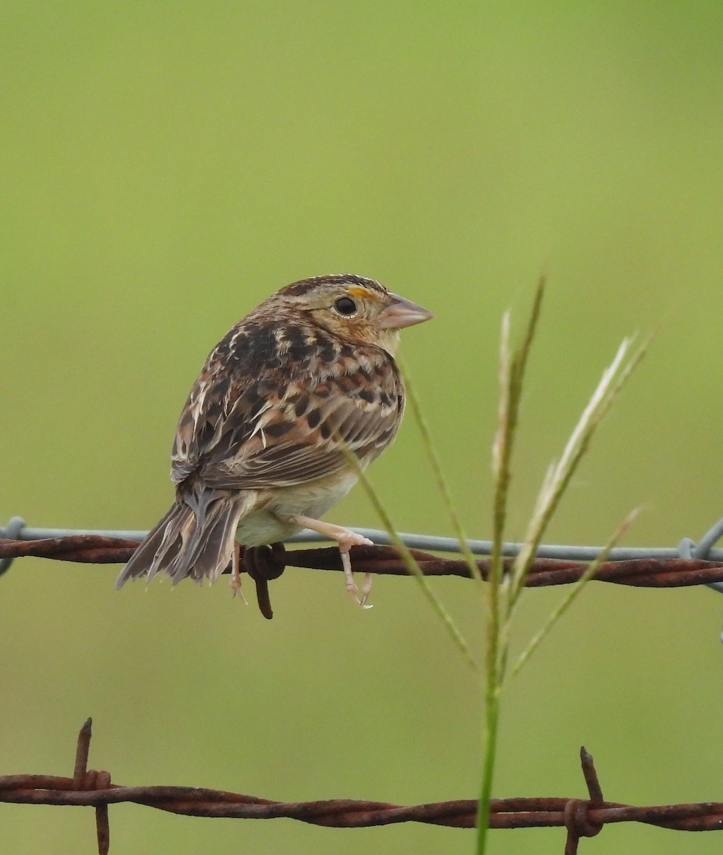 Grasshopper Sparrow - Patty Leslie Pasztor