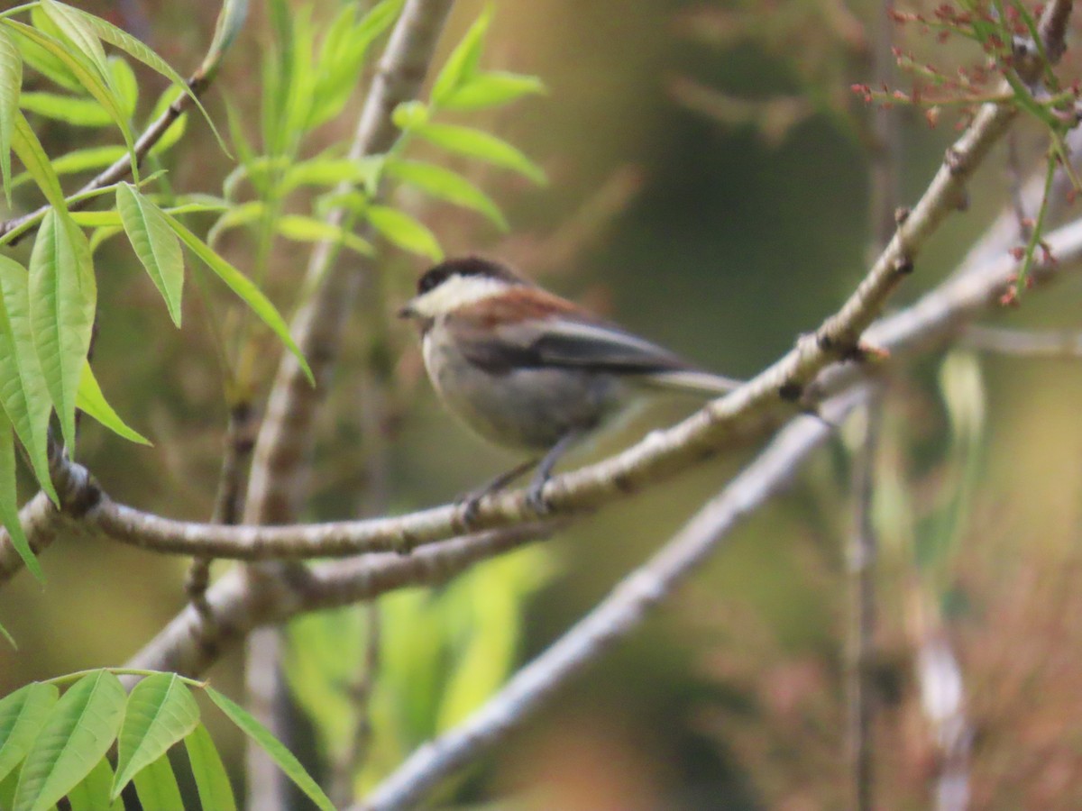 Mésange à dos marron - ML619544275