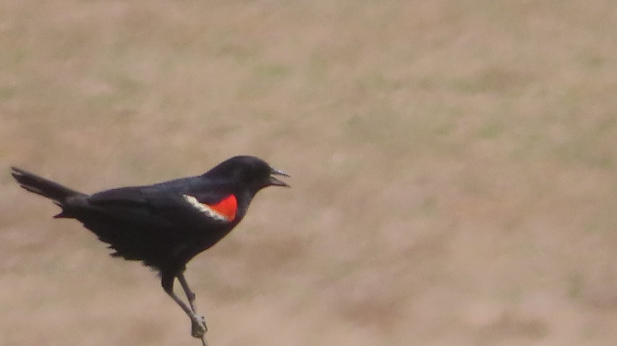 Red-winged Blackbird - Gregory Allen