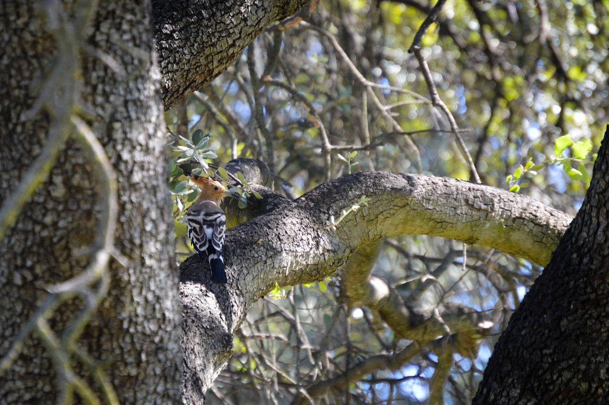 Eurasian Hoopoe - Juniper Vane