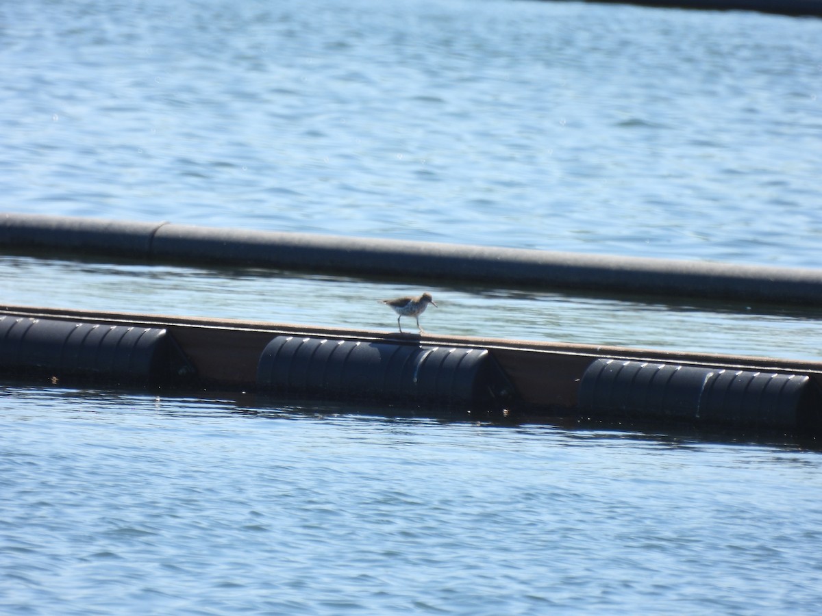 Spotted Sandpiper - Alexander R