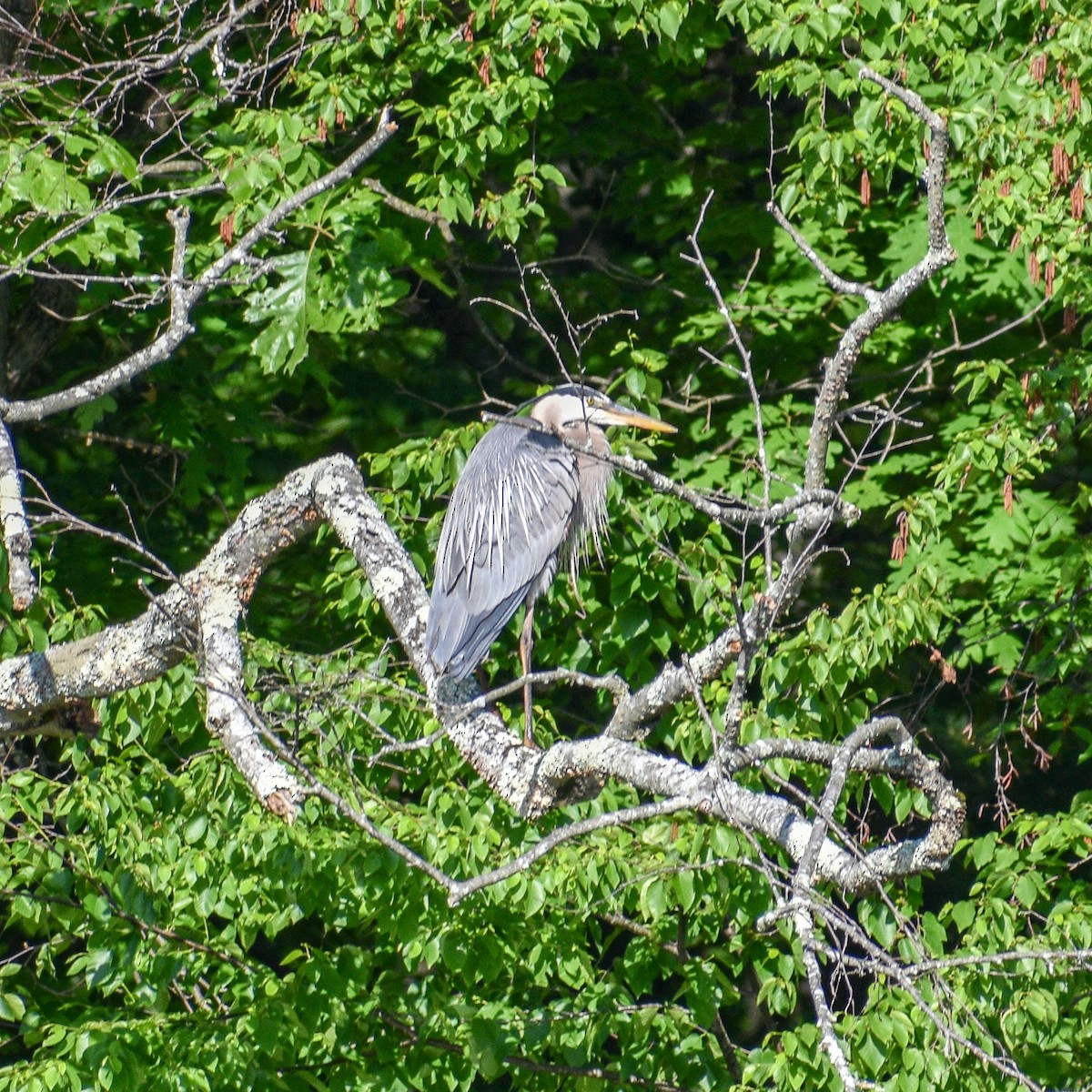 Great Blue Heron - William Kelly