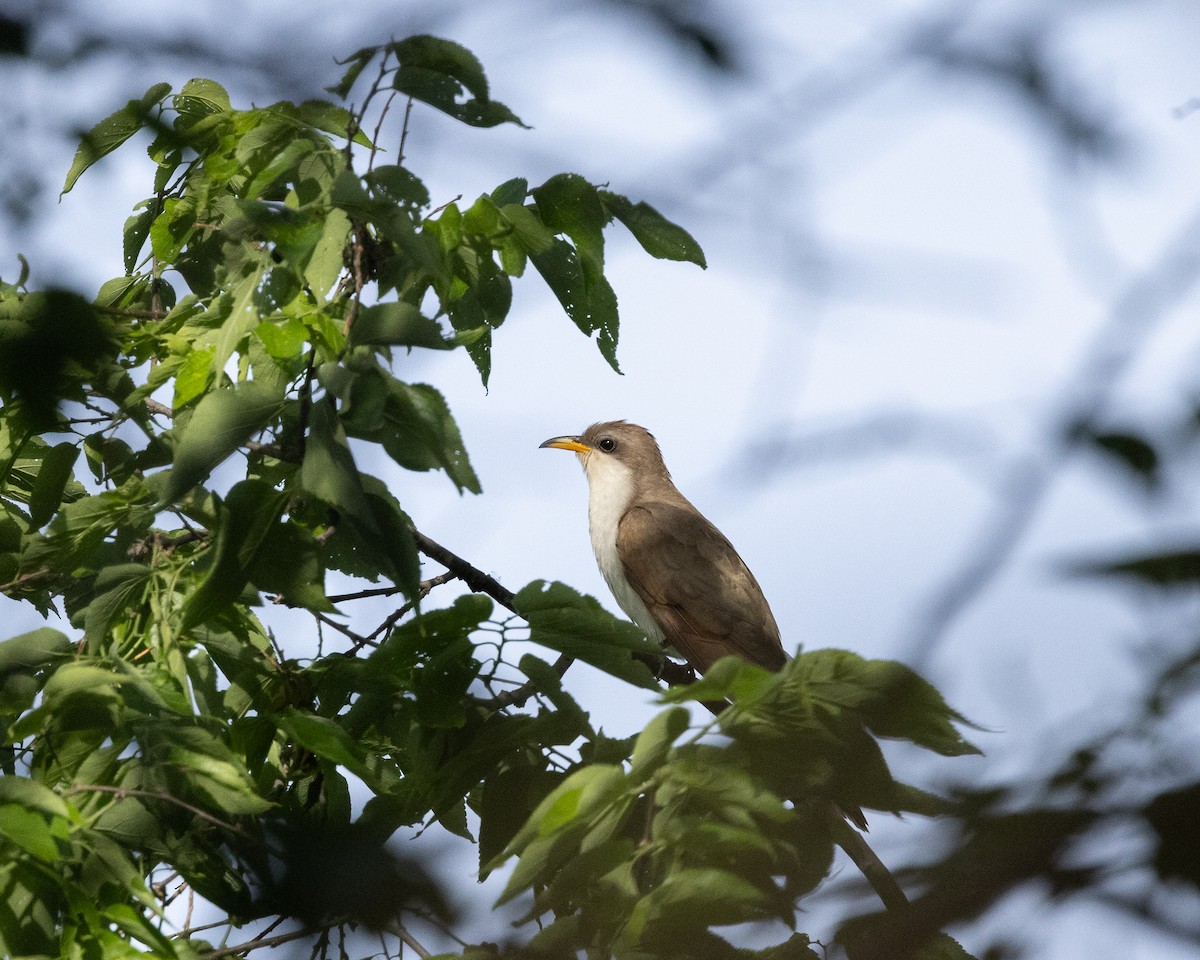 Yellow-billed Cuckoo - Joseph Bratta