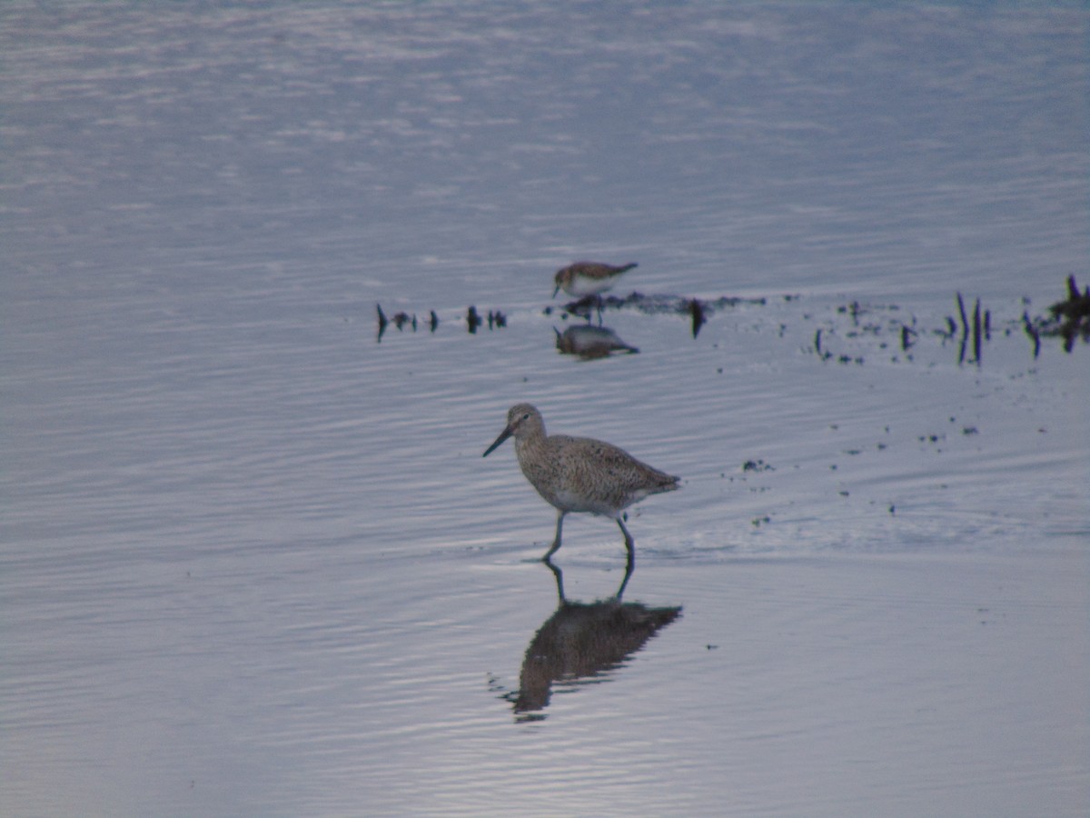 Willet - Percy  Zalasky