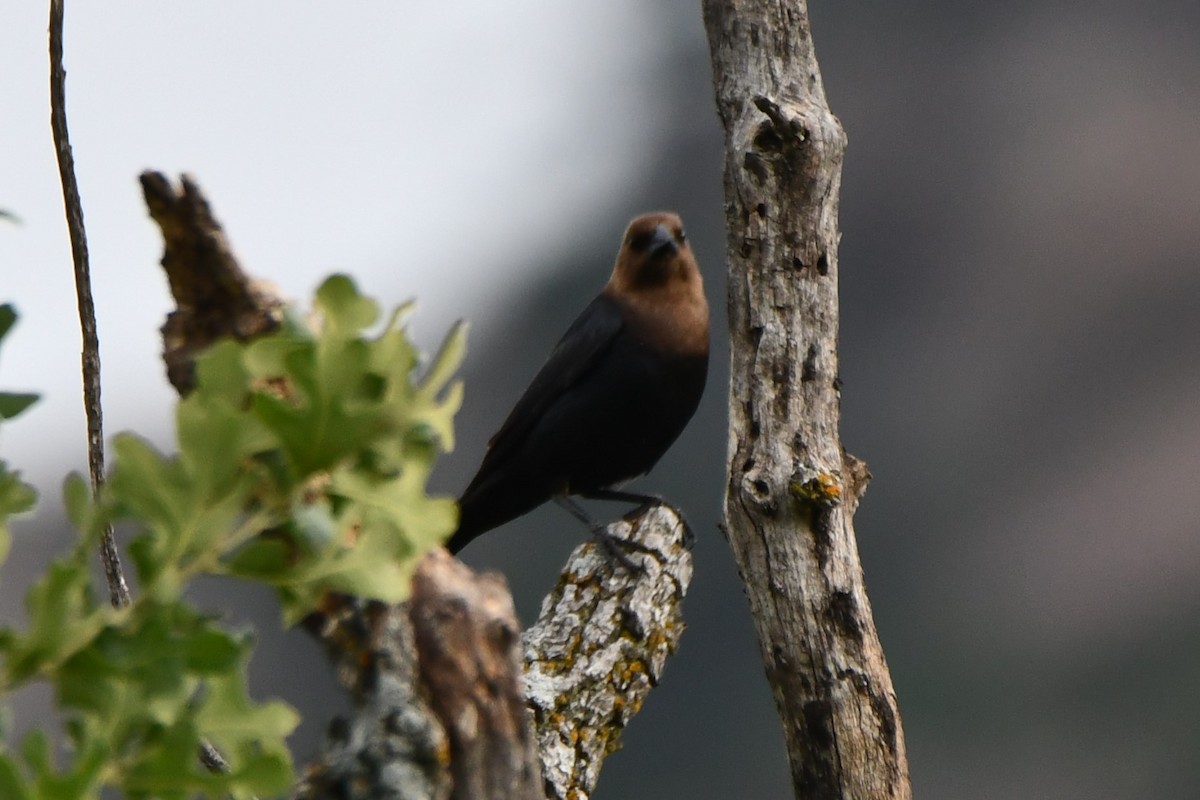 Brown-headed Cowbird - Carmen Ricer